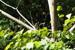 Zanthoxylum ailanthoides