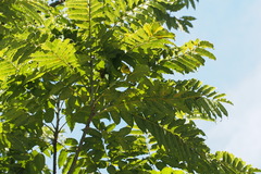 Zanthoxylum ailanthoides