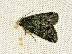 Iambia melanochlora