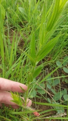 Acalypha peduncularis