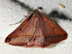 Drepanogynis chromatina