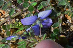Veronica donii