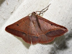 Drepanogynis chromatina