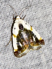 Acontia natalis