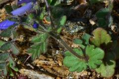 Veronica donii