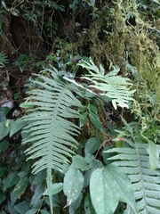 Polypodiodes