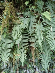 Polypodiodes
