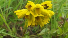 Eulophia leontoglossa