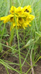Eulophia leontoglossa
