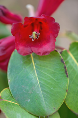 Rhododendron thomsonii