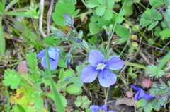 Veronica donii