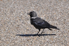 Corvus monedula monedula