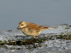 Anthus spinoletta