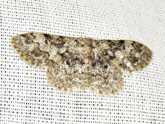 Idaea fumilinea confracta