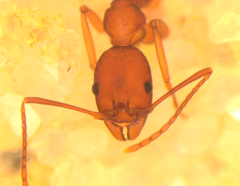 Aphaenogaster ashmeadi