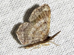 Chiasmia confuscata
