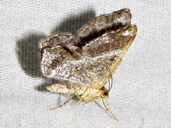 Chiasmia confuscata