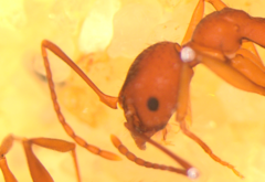 Aphaenogaster ashmeadi