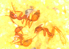 Aphaenogaster ashmeadi
