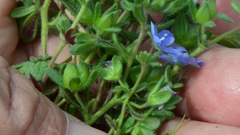 Veronica donii