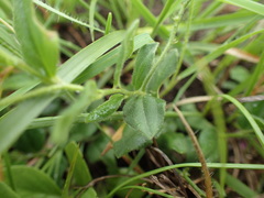 Polygala rehmannii