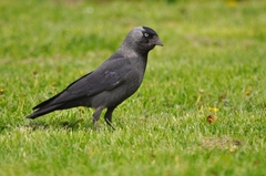 Corvus monedula spermologus