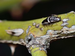 Planuncus tingitanus