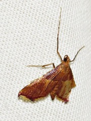 Endotricha erythralis