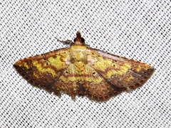 Cerynea thermesialis