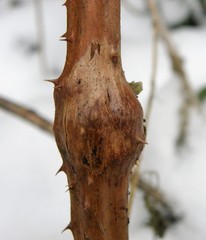 Lasioptera rubi