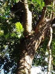 Drynaria meyeniana