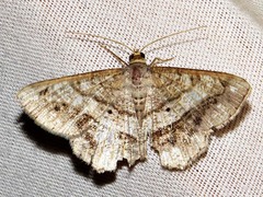 Chiasmia streniata