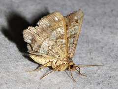 Chiasmia streniata