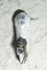 Acontia discoidea
