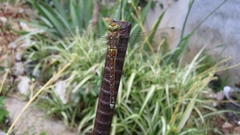 Caliaeschna microstigma