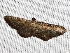 Horisme punctiscripta