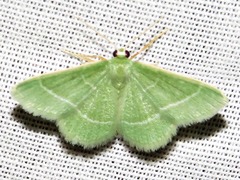 Chlorissa attenuata