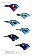 Bronze-Tailed Starling photo 2