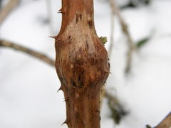 Lasioptera rubi