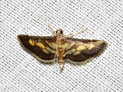 Syngamia