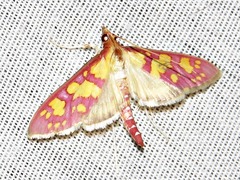 Stenochora lancinalis