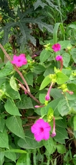 Mirabilis jalapa