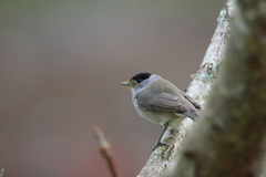 Sylvia atricapilla