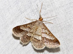 Chiasmia nobilitata