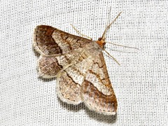 Chiasmia nobilitata