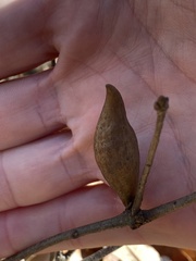 Amphibolips acuminata