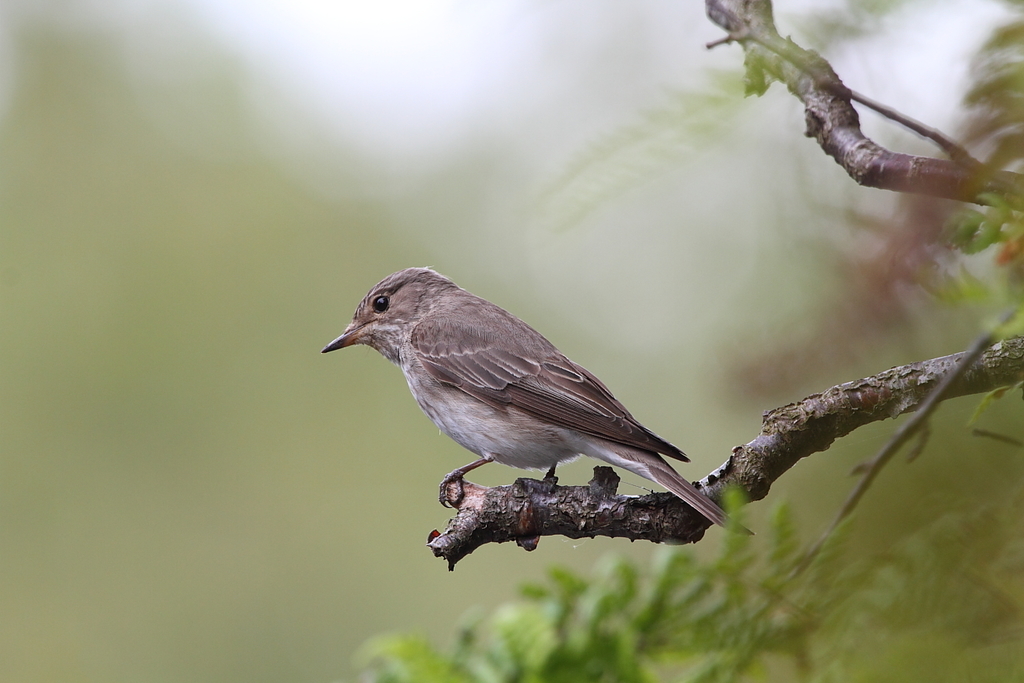 Foto de Spotted Flycatcher