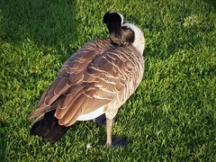 Branta canadensis
