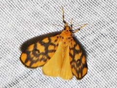Tumicla sagenaria