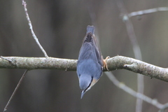 Sitta europaea